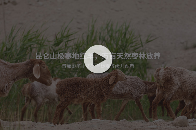 景茹枣羊视频